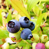 Blueberry Gold Traube (Vaccinium Corymbosum) Fruit Bush 3ltr Pot