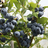 Blueberry Hortblue Petite (Vaccinium Corymbosum) Fruit Bush 3ltr Pot Fruit
