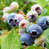 Blueberry Jersey (Vaccinium Corymbosum) Fruit Bush 3ltr Pot Fruit