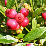 Blueberry Pink Lemonade (Vaccinium ashei) Fruit Bush 3ltr Pot