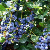 Blueberry Top Hat (Vaccinium Corymbosum) Fruit Bush 3ltr Pot