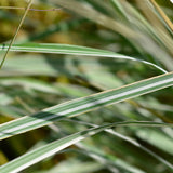 CALAMAGROSTIS acutiflora England Perennial Plant