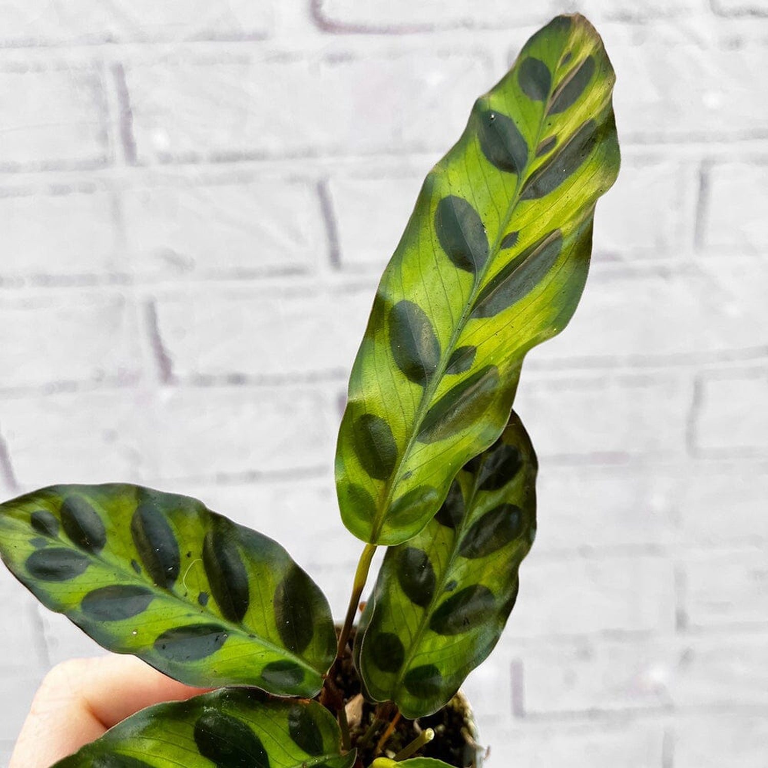 Calathea Lancifolia Prayer Plant House Plant 6cm Pot House Plant