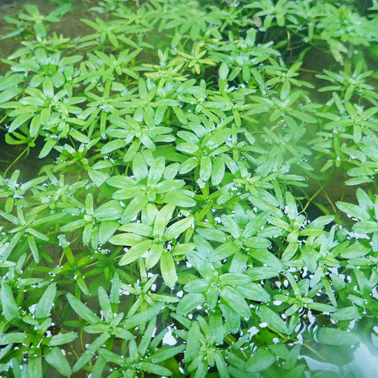 Callitriche Stagnalis Aquatic Pond Plant - Starwort Aquatic Plants