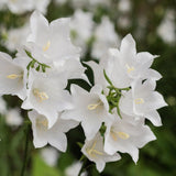 CAMPANULA carpatica white 9cm Pot Perennials