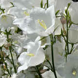 CAMPANULA cochleariifolia White 9cm Pot Perennials