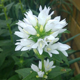 CAMPANULA glomerata Alba Perennial Plant