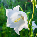 Campanula Persicifolia Takion White 9cm Pot Perrenial Plant