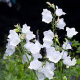 Campanula Persicifolia White 9cm Pot Perrenial Plant