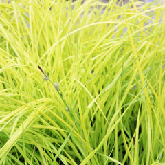 Carex Elata Aurea Aquatic Pond Plant - Bowles' Golden Sedge Aquatic Plants