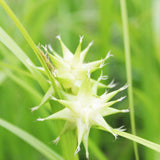 Carex Grayi Aquatic Pond Plant - Gray's Sedge Aquatic Plants