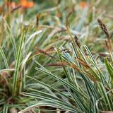 Carex Oshimensis Evergreen  2L Perennial Plant