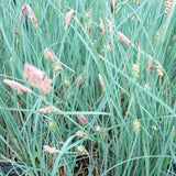 Carex Panicea Aquatic Pond Plant - Carnation Sedge