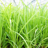 Carex Pendula Aquatic Pond Plant - Pendulous Sedge Aquatic Plants