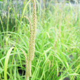 Carex Pendula Aquatic Pond Plant - Pendulous Sedge Aquatic Plants