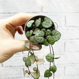 Ceropegia Woodii String of Hearts House Plant 6cm Pot