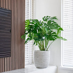 Copy of 75 - 90cm Monstera Deliciosa Swiss Cheese Plant 19cm Pot House Plant House Plant