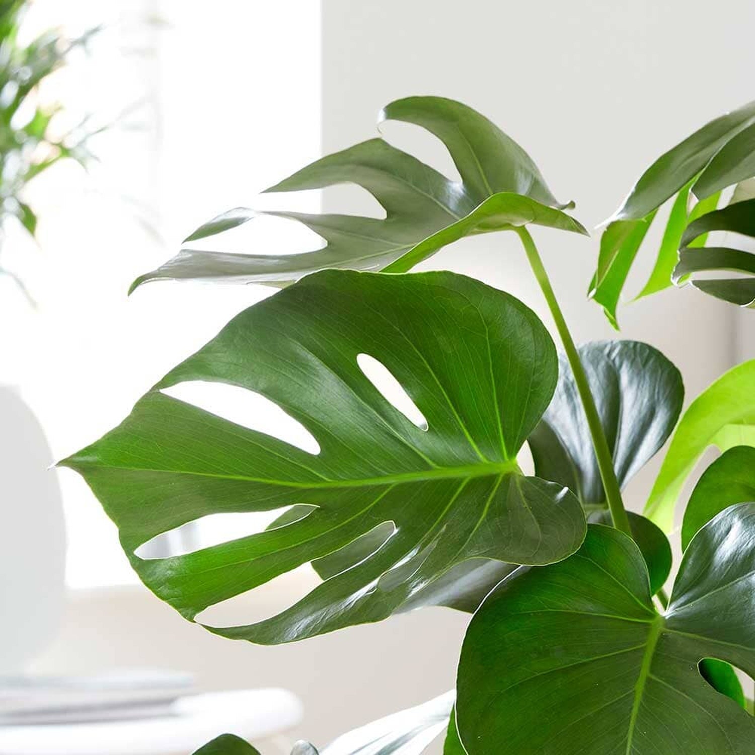 Copy of 75 - 90cm Monstera Deliciosa Swiss Cheese Plant 19cm Pot House Plant House Plant