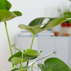 Copy of 75 - 90cm Monstera Deliciosa Swiss Cheese Plant 19cm Pot House Plant House Plant