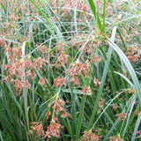 Cyperus Longus Aquatic Pond Plant - Sweet Galingale Aquatic Plants