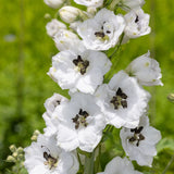 DELPHINIUM Delphina White Black Bee Perennial Plant