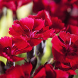 DIANTHUS Red Carpet 9cm Pot Perennials