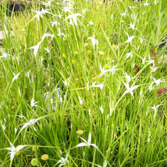 Dichromena Colorata Aquatic Pond Plant - Star Grass Aquatic Plants