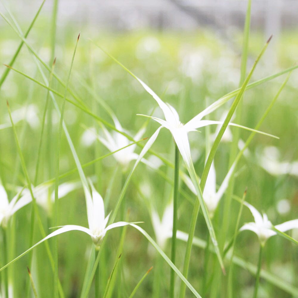 Dichromena Colorata Aquatic Pond Plant - Star Grass Aquatic Plants