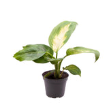 Dieffenbachia Maculata Camilla Dumb Cane House Plant 6cm Pot