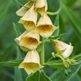 DIGITALIS grandiflora Dwarf Carillion Perennial Plant