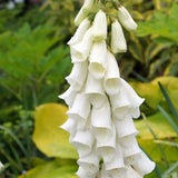 DIGITALIS purpurea albiflora Perennial Plant