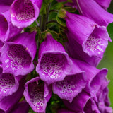 DIGITALIS purpurea Dalmation Purple Perennial Plant