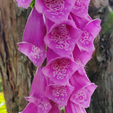 DIGITALIS purpurea Dalmation Rose Perennial Plant