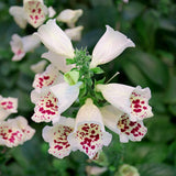 DIGITALIS purpurea Dalmation White 9cm Pot Perennials