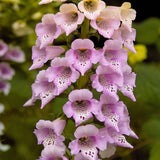 DIGITALIS purpurea Foxy Perennial Plant