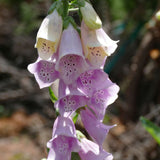 DIGITALIS purpurea Virtuoso Lavender Perennial Plant
