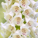 DIGITALIS purpurea Virtuoso White 9cm Pot Perennials