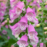 DIGITALIS x hybrida Pink Panther Perennial Plant