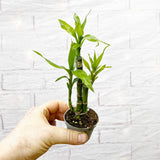 Dracaena Lucky Bamboo House Plant 6cm Pot