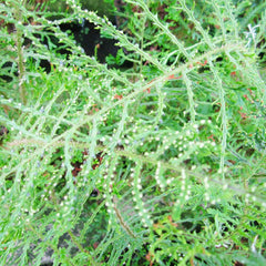 Dryopteris Filix-Mas Linearis Aquatic Pond Plant - Linear Male Fern Aquatic Plants