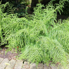 Dryopteris Filix-Mas Linearis Aquatic Pond Plant - Linear Male Fern Aquatic Plants
