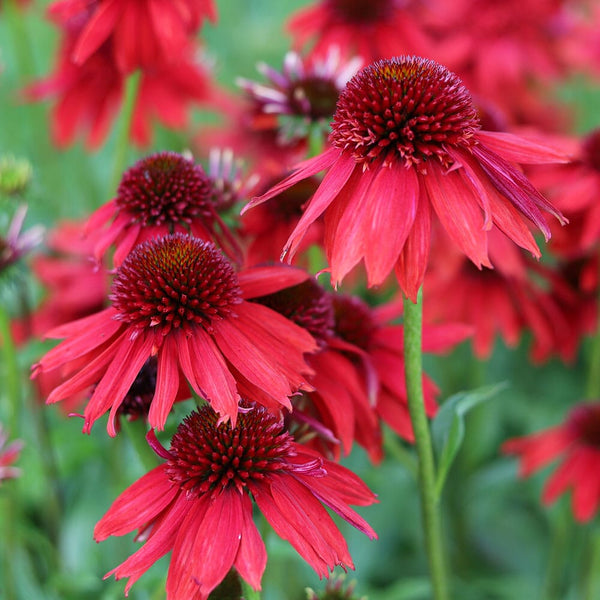 ECHINACEA purpurea Lakota Red Perennial Plant – Plants For All Seasons
