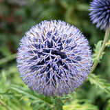 ECHINOPS bannaticus Blue Globe Perennial Plant