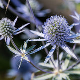 ERYNGIUM Blue Hobbit Perennial Plant