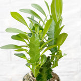 Euphorbia Trigona Green Succulent House Plant 6cm Pot House Plant