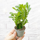Euphorbia Trigona Green Succulent House Plant 6cm Pot House Plant
