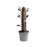 Euphorbia Trigona Rubra Succulent House Plant 6cm Pot