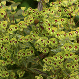 EUPHORBIA x martinii Ascot Rainbow (PBR) 2 Litre Perennials