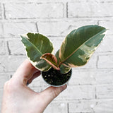 Ficus Elastica Tineke Rubber House Plant 6cm Pot
