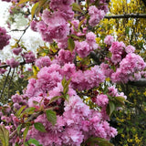 Flowering Cherry Cheal’s Weeping Tree Prunus kiku-shidare-zakura Indoor & Outdoor Plants